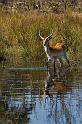 099 Okavango Delta, rode litschie